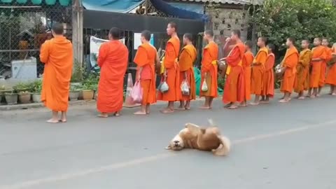 Dog Enjoying his Freedom while monks Pray