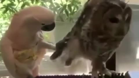 cut funny animal video part 1