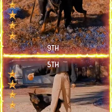 Rottweiler VS Doberman