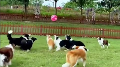 Dogs playing #34, funny video..