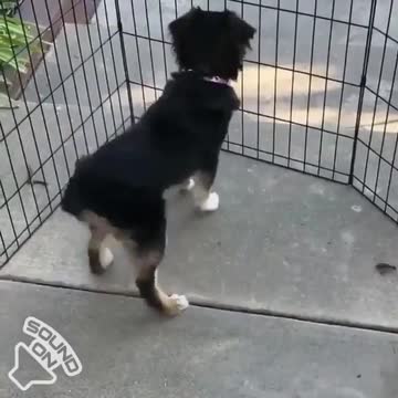 Cute dog and cat play with regards