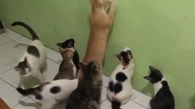 Cat's catching something but what is it 🤔
