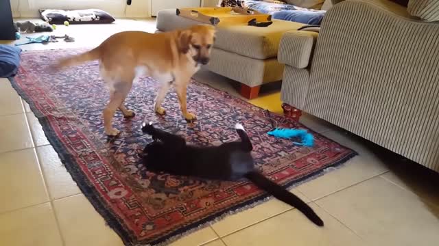 🐶​🐱​🦋​ we just want to play