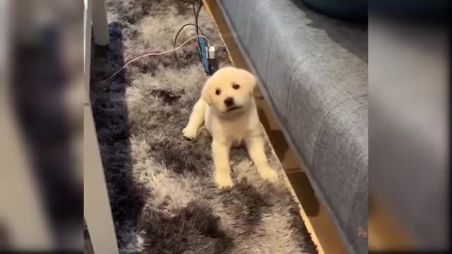Baby dog