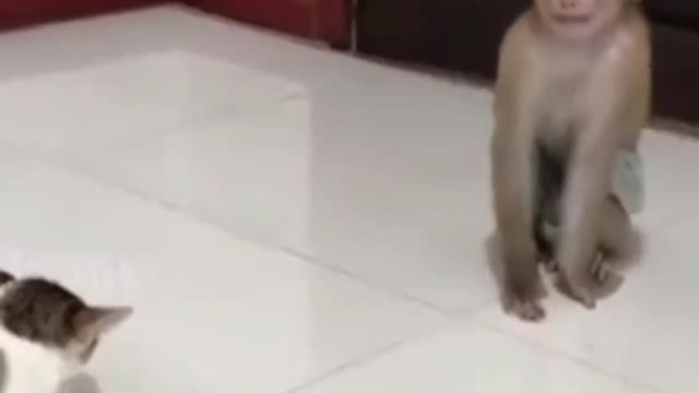 Monkey vs Cat fighting video ||trending