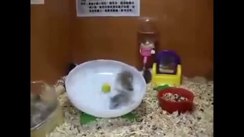 HAMSTERS ON A PLATE. ELIMINATION GAME