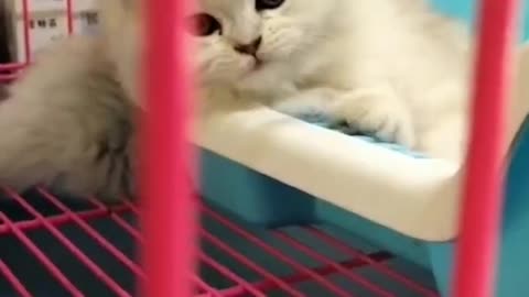 A white kitten has a pink cage
