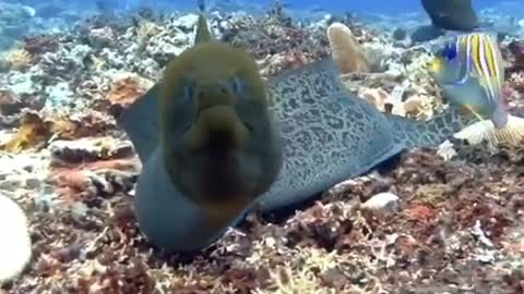 Have you seen this fish before?