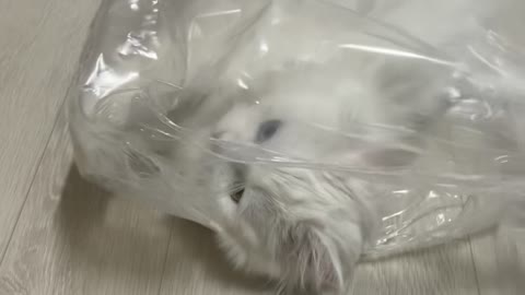 Cute cat playing vinyl!!!