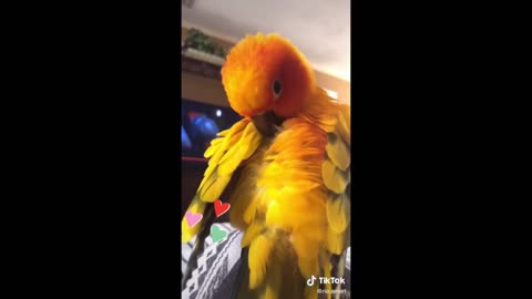 Funny TikTok parrots