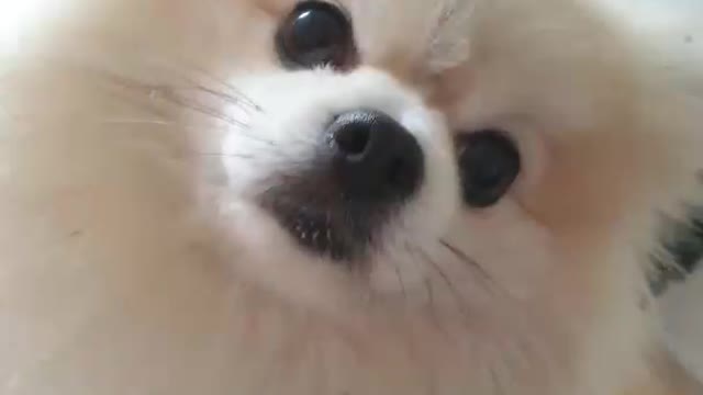 kp004-Pomeranian dog cute videos