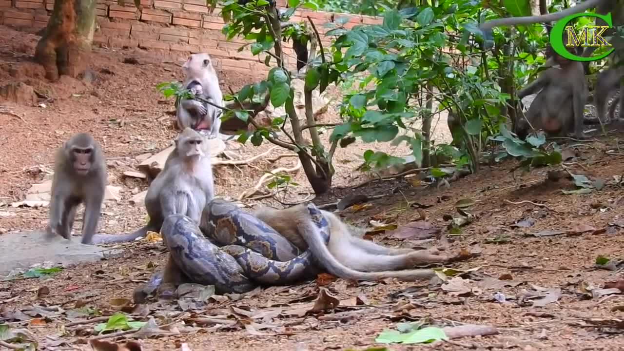 OMG Python Eating Monkey