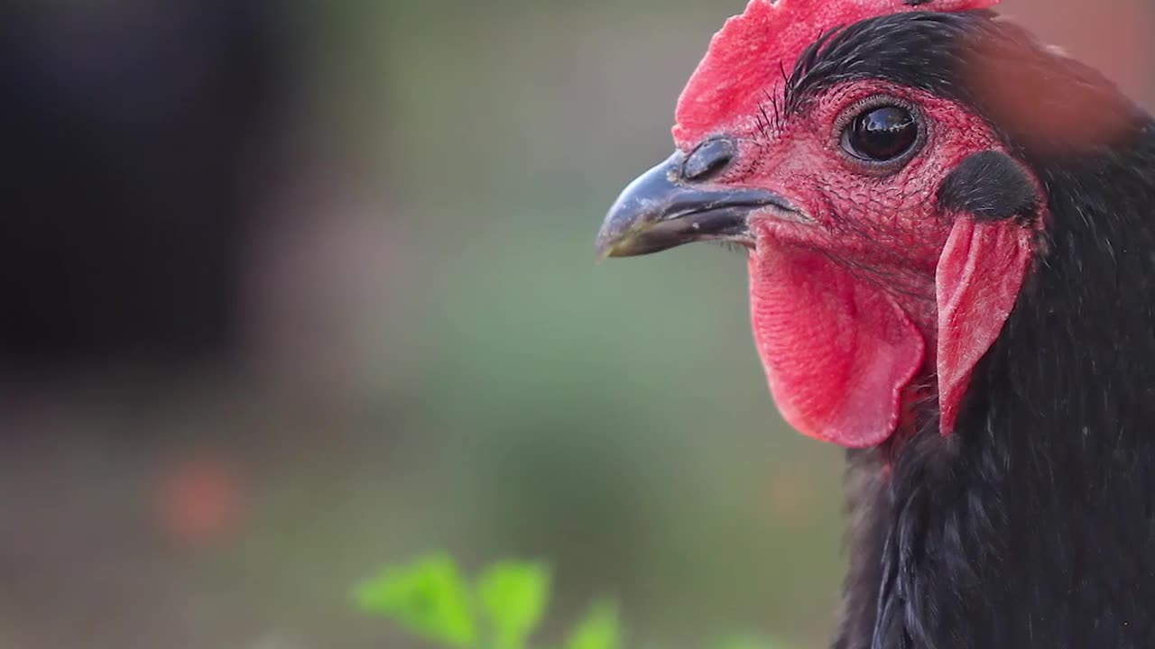 Most Egg Laying Chicken Breeds 🥚