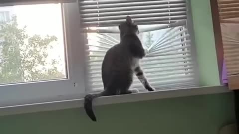 Funny Cat Activities