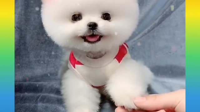 Dogfunny video