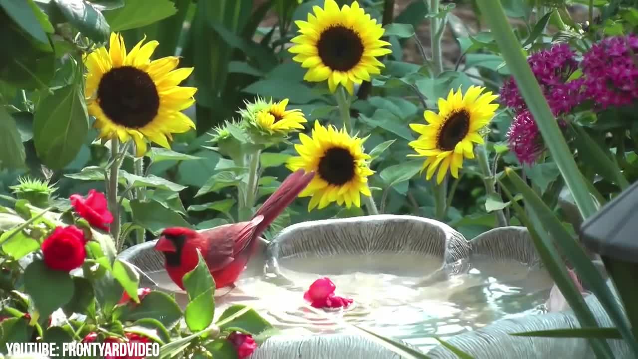 10MostExpensiveBirdsintheWorldp3