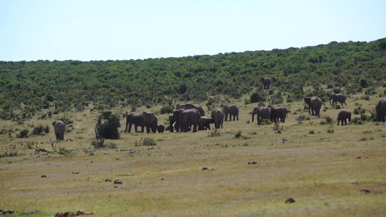 Big herd of elephants in Addo Elephant National Park South Africa