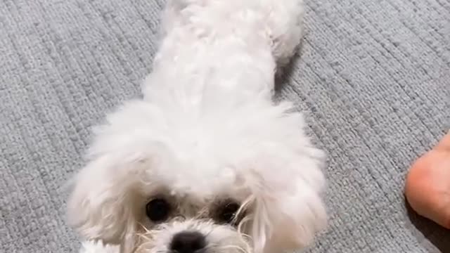 Puppy Jenny's so cute video (6)