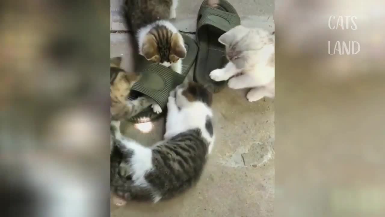 Cute Baby Cats ♥ Best Funny Cat Videos