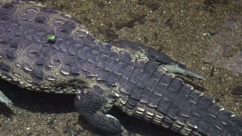 Crocodile swims in front of the camera