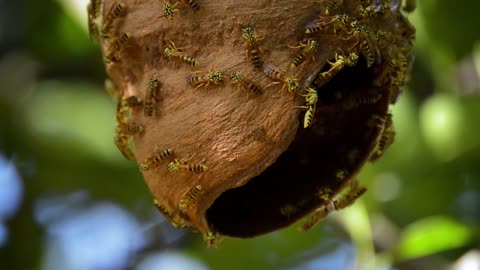 The process of bees nesting