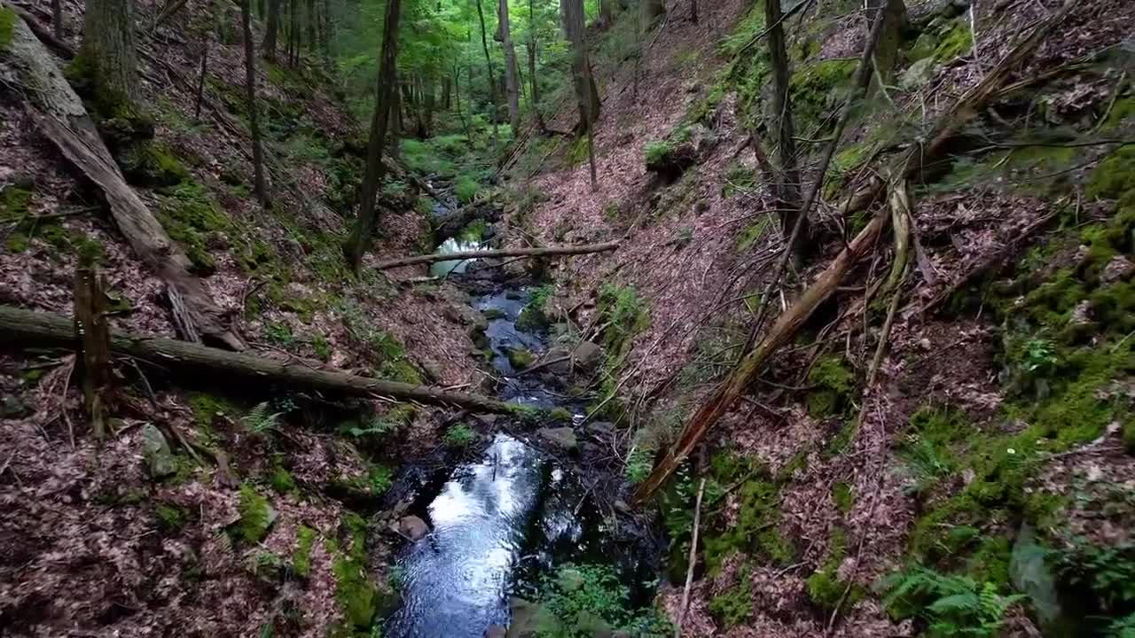 Forest Woods Stream