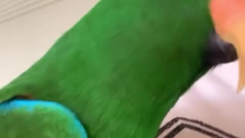 Do you like parrot? good boy