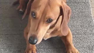 Cutest weiner dog face