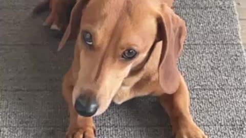 Cutest weiner dog face