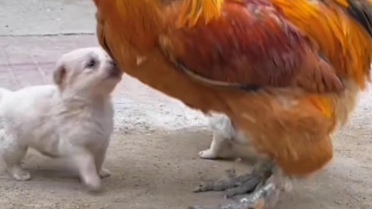 Funny video 🐕🐖🐇