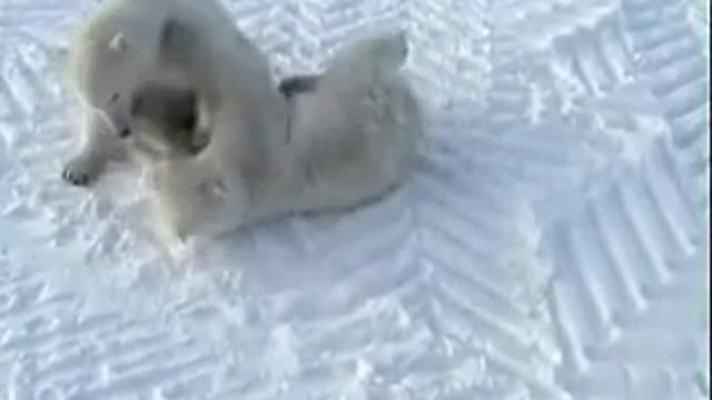 cutest polar bear fighting