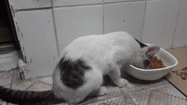 night eating cat