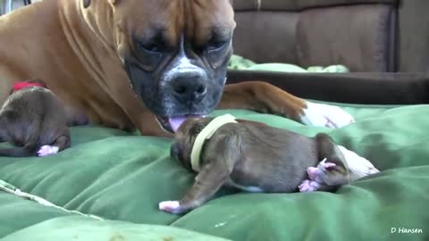 The pity Dog Has Amazing Birth While Standing