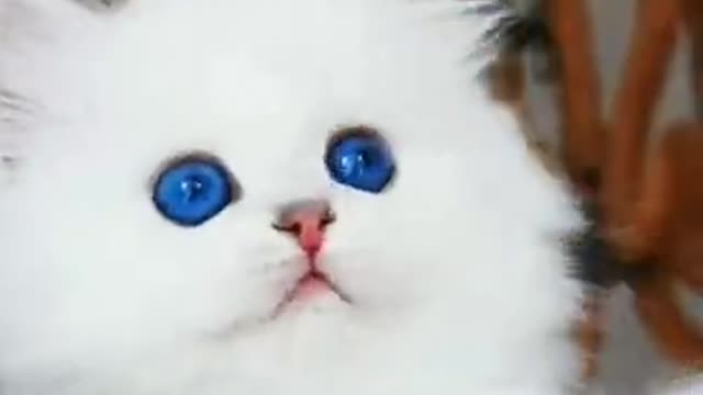 OMG So Cute ♡ Best Funny Cats and Dogs Compilation