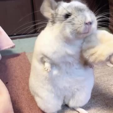 After a flutter brush, this chinchilla enjoys a relaxing cleaning session