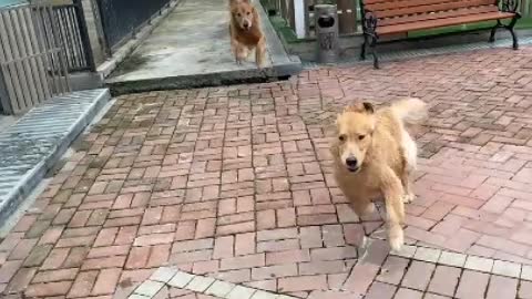Beautiful dog