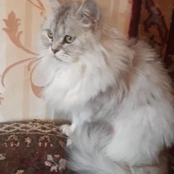 Our four-legged friends, offended by fate