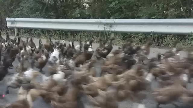 Quacking Road Block