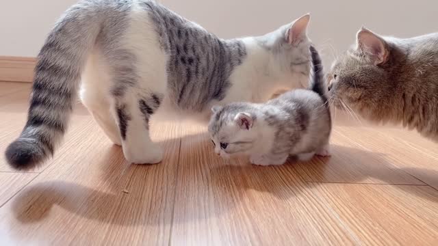 The little Kittens start walking