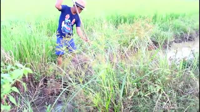 wow Amazing Fishing - Cambodia Traditional fishing - How to Catches Fish (Part 111)