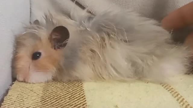 funny pets