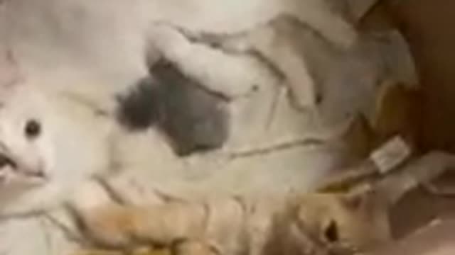 This adorable video shows two cat