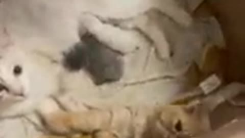 This adorable video shows two cat