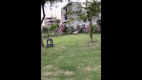 Funny video Animals