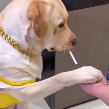 cute dog funny animals #shorts