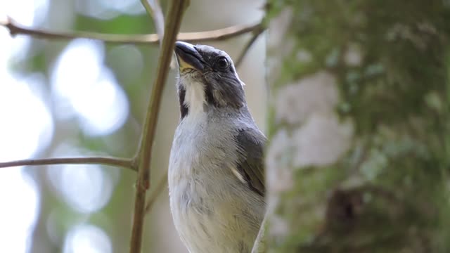 Green-winged Saltator singing in the wild