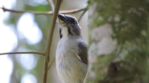 Green-winged Saltator singing in the wild