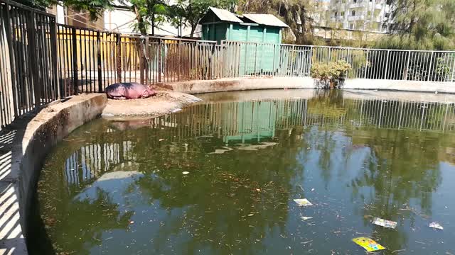 Little Sleepy Hippo Sleeps Outside Lake In Zoo