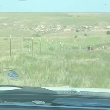 Have You Ever? Ever seen a herd of WHITE BUFFALO running towards you?