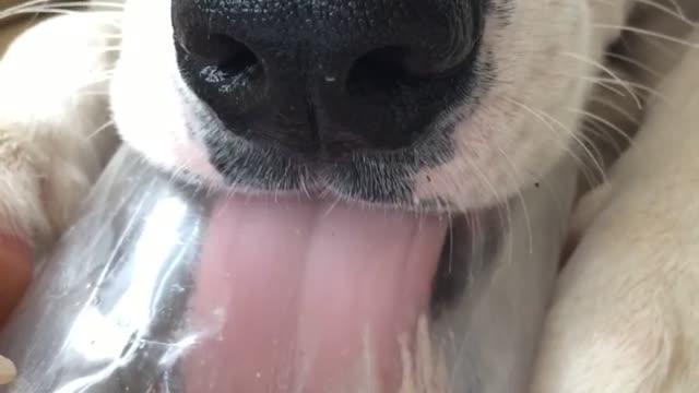 White dog licking peanut butter from plastic container